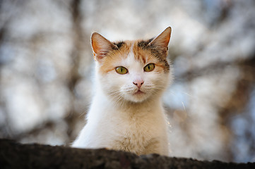 Image showing stray cat