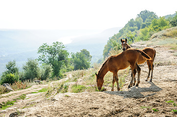 Image showing Two foals early morning at rural landscape