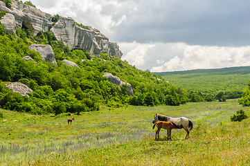 Image showing Foal and his mother Horse, breastfeeding