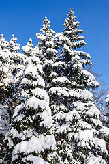 Image showing fir trees covered with snow