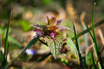 Image showing macro small nettle sprout with flowers