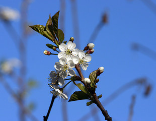 Image showing cherry-tree blossom