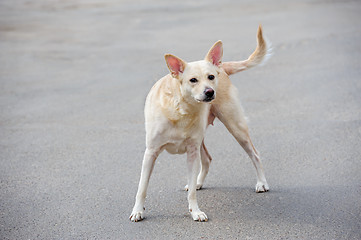 Image showing White stray dog