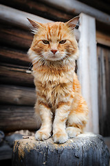 Image showing Red serious cat