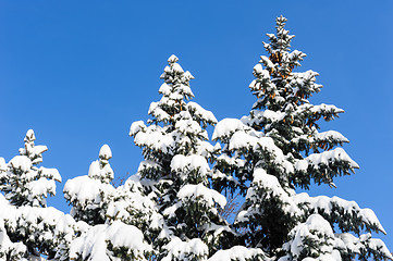 Image showing fir trees covered with snow