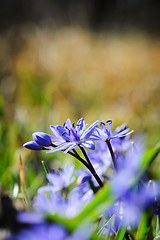 Image showing spring flower squill or scilla