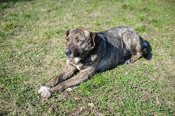 Image showing stray homeless dog