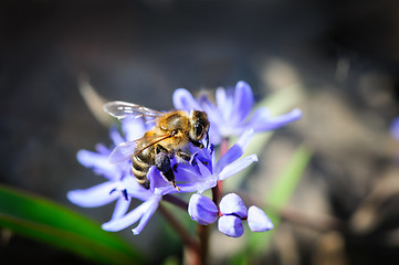 Image showing quill or scilla with bee