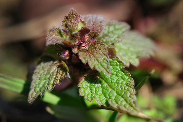 Image showing macro small nettle sprout with flowers