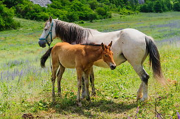 Image showing Foal and his mother Horse, breastfeeding