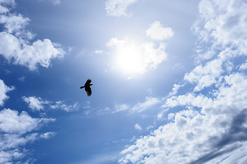 Image showing Raven or crow in the blue sky