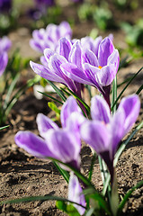 Image showing violet ground crocuses