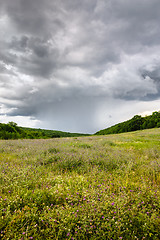 Image showing Rain on the meadow