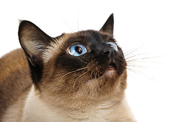 Image showing siamese cat closeup