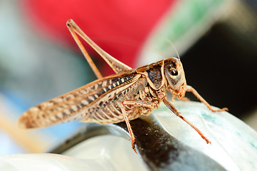 Image showing Grasshopper insect macro