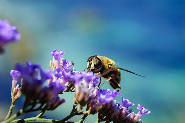 Image showing bee at flowers