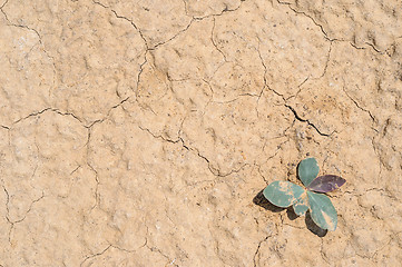 Image showing Dry soil and sand closeup texture