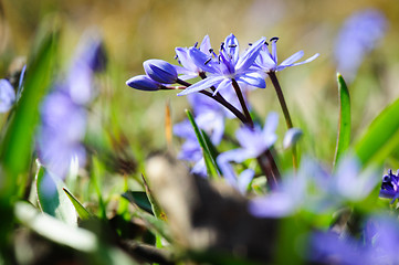 Image showing spring flower squill or scilla