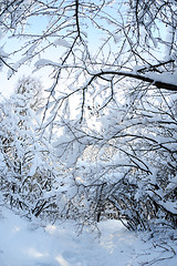 Image showing Snow in the forest