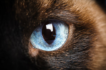 Image showing one siamese cat eye macro closeup