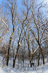 Image showing Snow in the forest