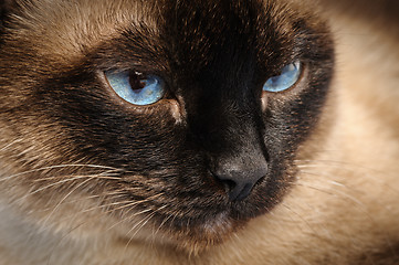 Image showing siamese cat face macro closeup