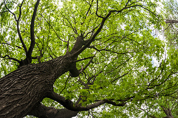 Image showing big old maple tree