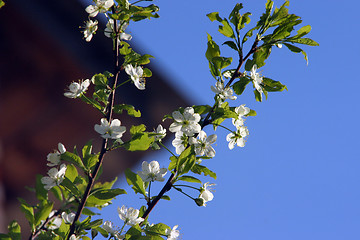 Image showing plum-tree blossom