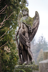 Image showing Sad angel on the grave