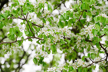 Image showing Apple tree branch with blosoms