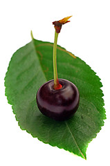 Image showing One cherry on a leaf isolated