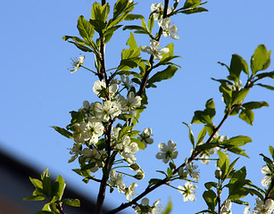 Image showing plum-tree blossom