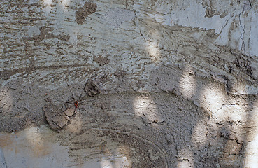 Image showing Grey cement old wall with the spider as the background