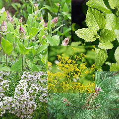 Image showing Remedial herbs