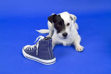 Image showing Terrier with shoe
