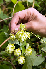 Image showing Hop fruits