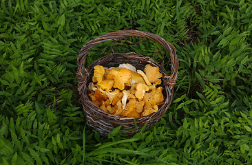 Image showing Wild mushrooms
