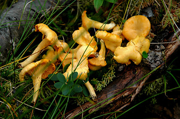 Image showing Wild mushrooms