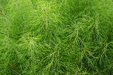 Image showing Background of fresh green plants