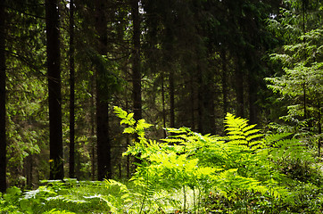 Image showing Shiny bracken in a dark green forest