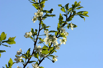 Image showing plum-tree blossom