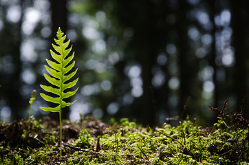 Image showing Single backlit bracken plant