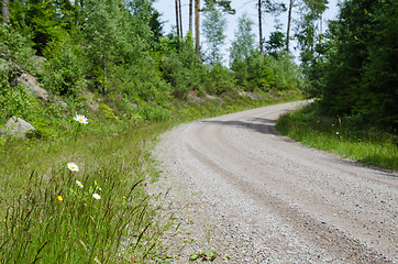 Image showing Daisies along gravel road side