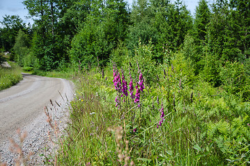 Image showing Purple flowers along a gravel road side