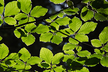 Image showing Backlit beech leves in forest