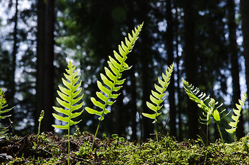 Image showing Small backlit bracken plants