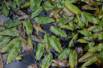 Image showing Background of fresh and shiny bog pondweed