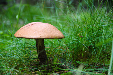 Image showing Growing Birch bolete mushroom in the grass