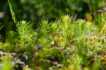 Image showing Young fresh spruce seedling