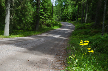 Image showing Yellow road side flowers